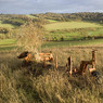 ColstropefromCadmoorWood.jpg