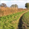 HedgeandhollynrChequesrLane.jpg