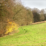 TwigsideBottomwoods.jpg