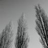 061RodBird-PoplarsnearPinkneysGreen.jpg