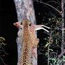 040IanSylvester-LeopardClimbingTreewithDyka.jpg