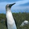 046GlynnGrylls-Booby.jpg
