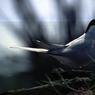 096BarbaraSmall-Tern.jpg