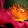 19MaryFisher-Cistus.jpg