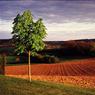21BrianSkinner-EveningGlow.jpg