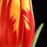 77MaryFisher-TulipPortrait.jpg