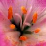 058MichelleSpurr-PollenonPink.jpg