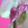 066MaryFisher-RaspberryRipple.jpg