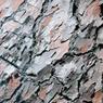 069DeniseFleming-RomanBark.jpg