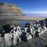 042PaulFranklin-MewsladeBeachGroyne.jpg