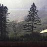 077DavidBirch-ShiningRoof.jpg