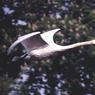 08TerryAustin-Airborne.jpg