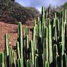 12HilaryDewey-Cactus.jpg
