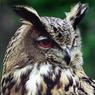 39AlanHynard-Long-EaredOwl.jpg