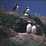 54ChrisPooley-PuffinsatBurrow.jpg