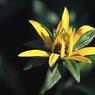 55MaryFisher-Radiance.jpg