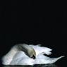 71AlisonVolpi-SwanLake.jpg