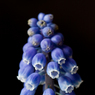 Blue-Flower-One.jpg