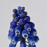Blue-Flower-Two.jpg