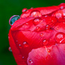 Tulip-One.jpg