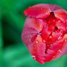 Tulip-Three.jpg