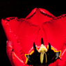 Tulip-Two.jpg