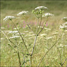 CowParsley.jpg