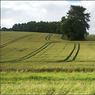 CropfieldnrLowerHernes.jpg
