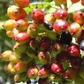 Berries1.jpg