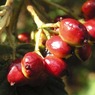 Berries2.jpg