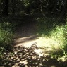 Pathineveninglight.jpg