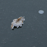 DSC_0286.jpg