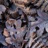 Frosted-Leaves-MK.jpg