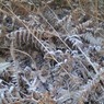 FrostedfernsMDeaman-2.jpg