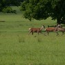 GreatParkJune09-2.jpg