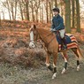 Ridersamongthebeeches.jpg