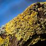 Searching-for-Parakeets-MK.jpg