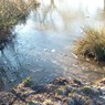 SwanPond1MDeaman.jpg