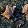 Three-Leaves-MK.jpg