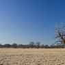 TreeLandscape-SteveMundy.jpg