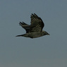 bird.jpg