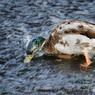 20090616-209-3-Edit.jpg