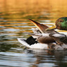 canon135hambledon100.JPG