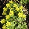 Aconites-EranthisHyemalis-withbee.jpg