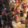 Freerangechickens.jpg