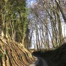 LanethroughChalkpitWood.jpg