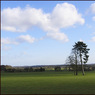 PinesnearRockwellEnd.jpg