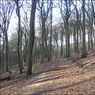 RidgeWoodlookingsouth.jpg