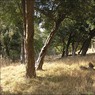 YewsaboveGreatWood.jpg