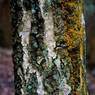 Birch-Trunk.jpg